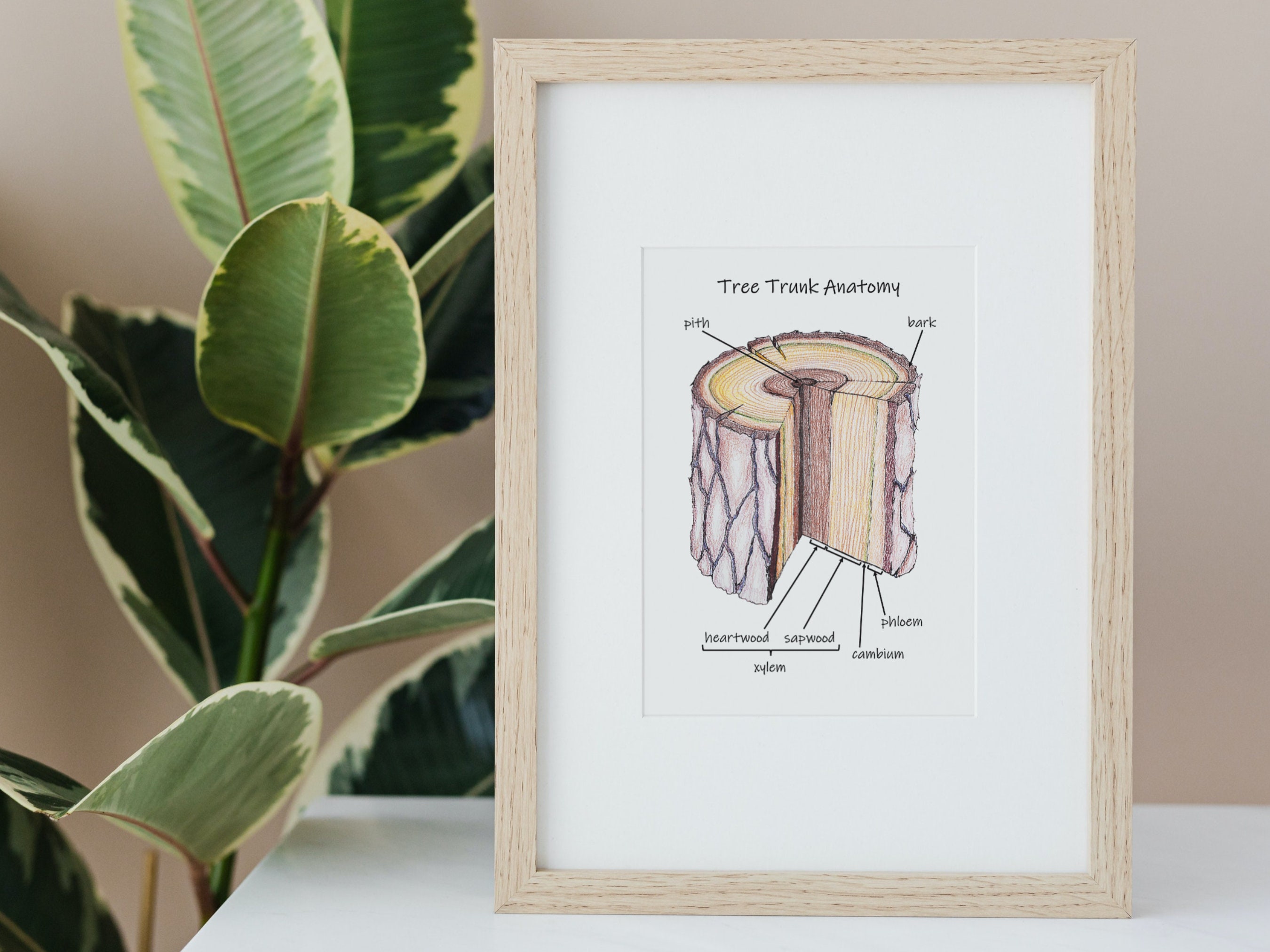 Tree Trunk Anatomy: Classroom Poster Homeschool Decor Nature - Etsy