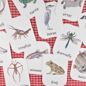 Pond Animals and Plants: three-part cards! Montessori-style flashcards, nomenclature cards, preschool printables, homeschool preschool