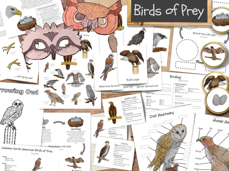 Birds of Prey: Printable Homeschool Unit Study Raptor - Etsy