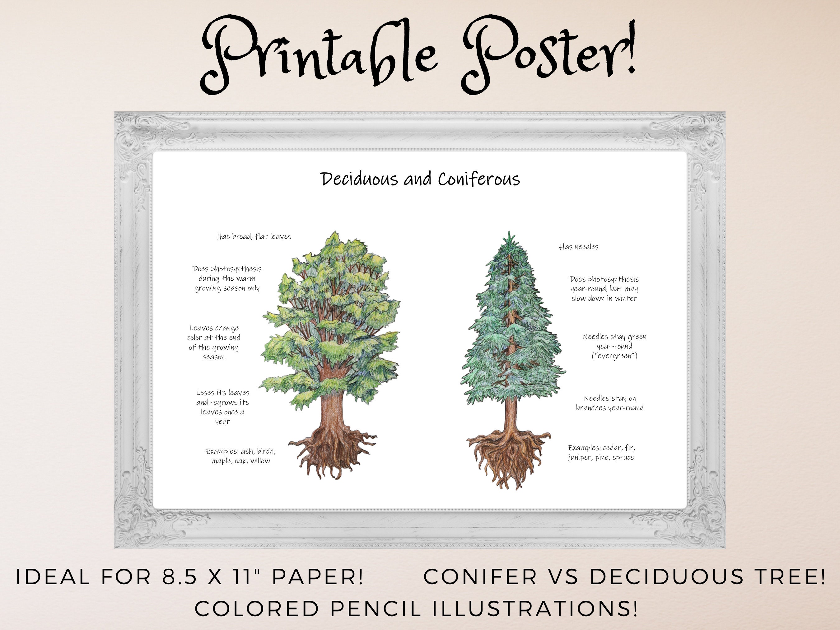 Conifer Vs Deciduous Tree Printable Classroom Poster Etsy