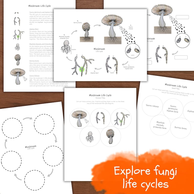 Mushroom Unit: Fungi Anatomy & Life Cycle Printables (PDF Download) - Etsy