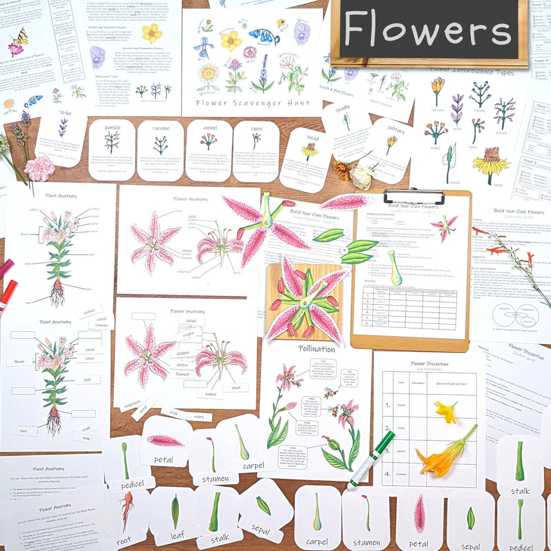 Flower Unit Botany Unit Study Materials Garden Flowers Etsy