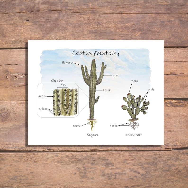 Cactus Anatomy: Diagram Blank Copy Vocab List and Matching Biology Diagrams
