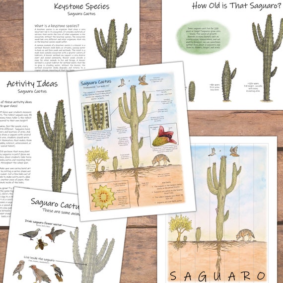 Cactus, Cactus Saguaro, descarga instantánea, libro de trabajo STEM,  descarga digital, libro de trabajo para niños, STEM -  España