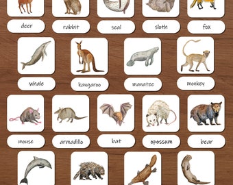 Mammals Flashcards: three-part cards, Montessori school, forest school, homeschool preschool, nomenclature cards, nature study