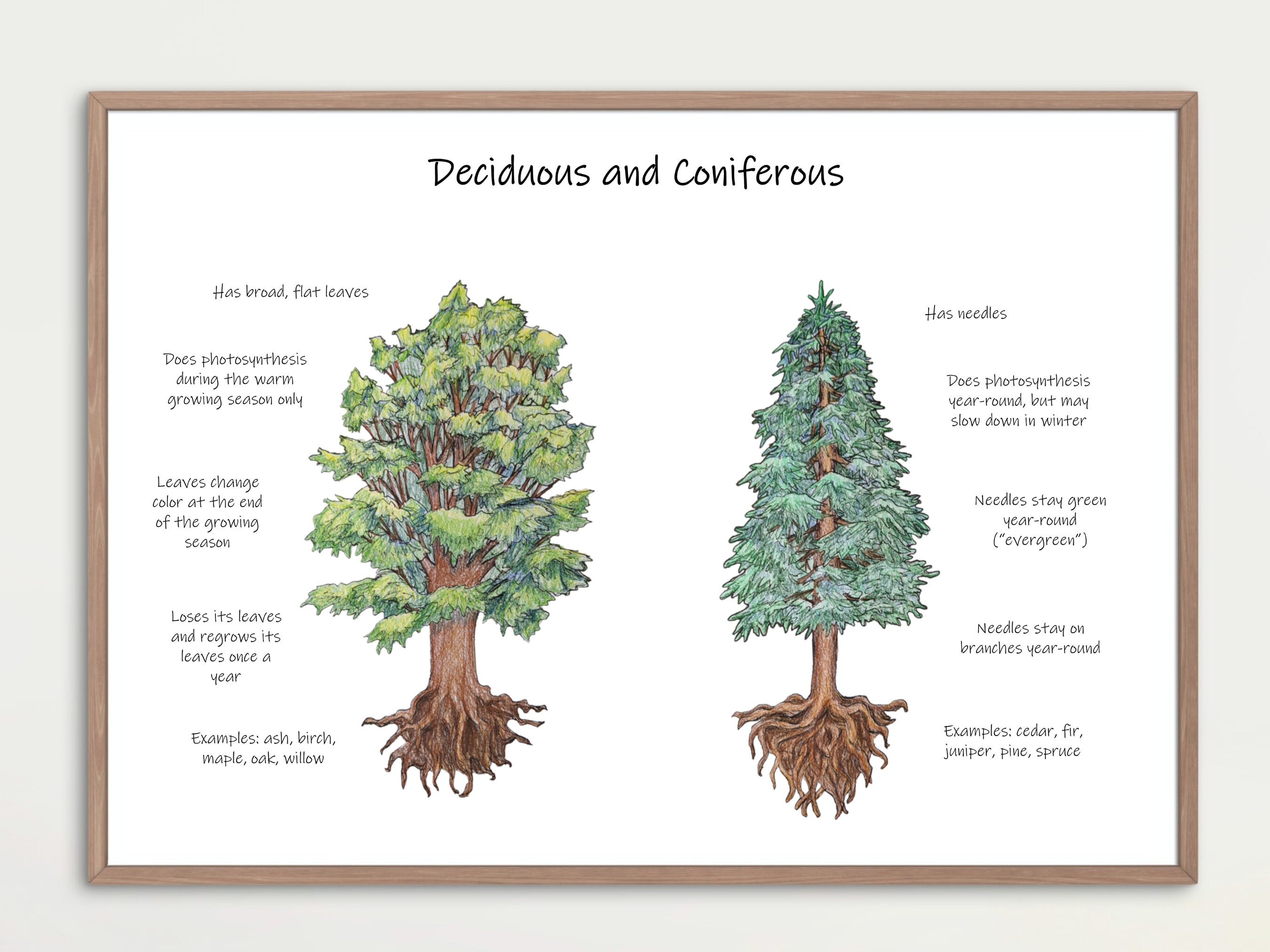 Coniferous Vs Deciduous