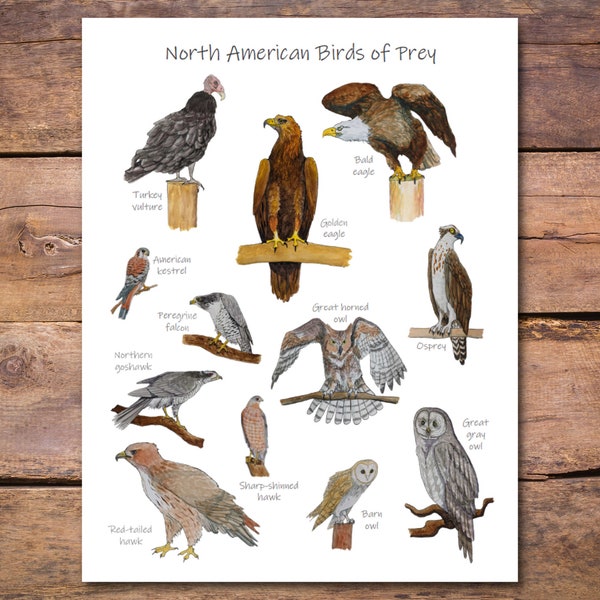 Birds of Prey Print: classroom poster, homeschool decor, birding gift, bird watching, backyard birds, nature wall art, raptor center