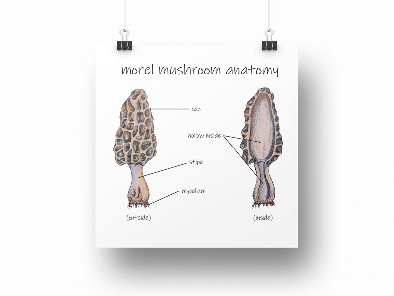 Morel Mushroom Anatomy Diagram Printable Mycology Wall Art Etsy