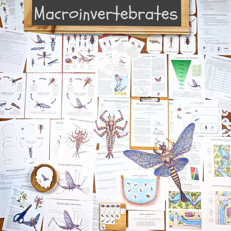 Aquatic Ecology: Macroinvertebrates Unit lesson plan, classroom materials, homeschool unit study, science activities, nature study image 1