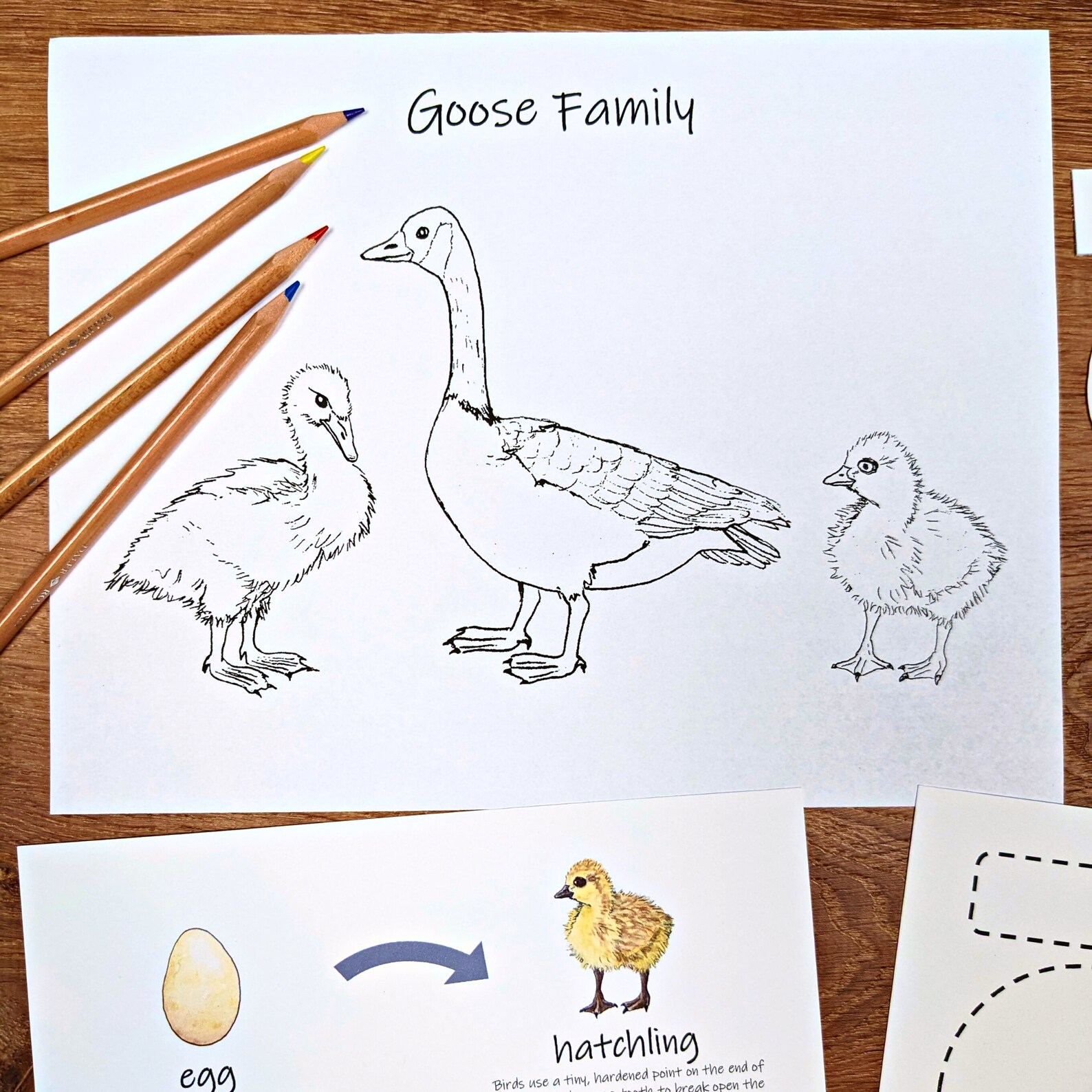 Canada Goose Mini Study Goose Life Cycle Diagrams and Etsy