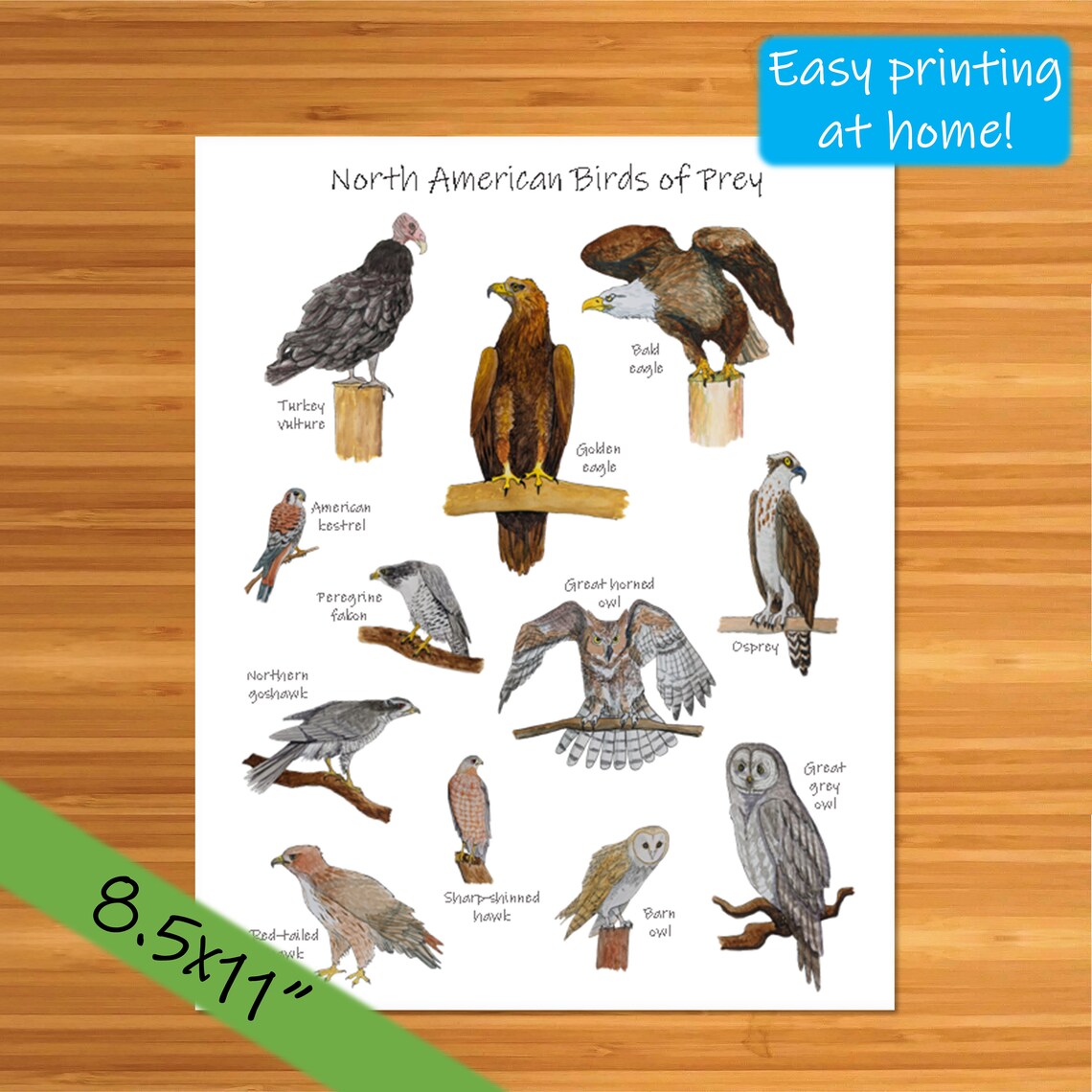 Birds of Prey Classroom Poster: Printable Watercolor Art Print | Etsy UK