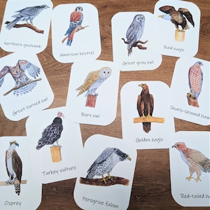 Tarjetas de tres partes de Birds of Prey: aves rapaces de América del Norte, tarjetas de aves de acuarela para niños, tarjetas de nomenclatura