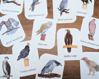 Birds of Prey Three-Part Cards: North American raptors, watercolor bird cards for kids, nomenclature flashcards