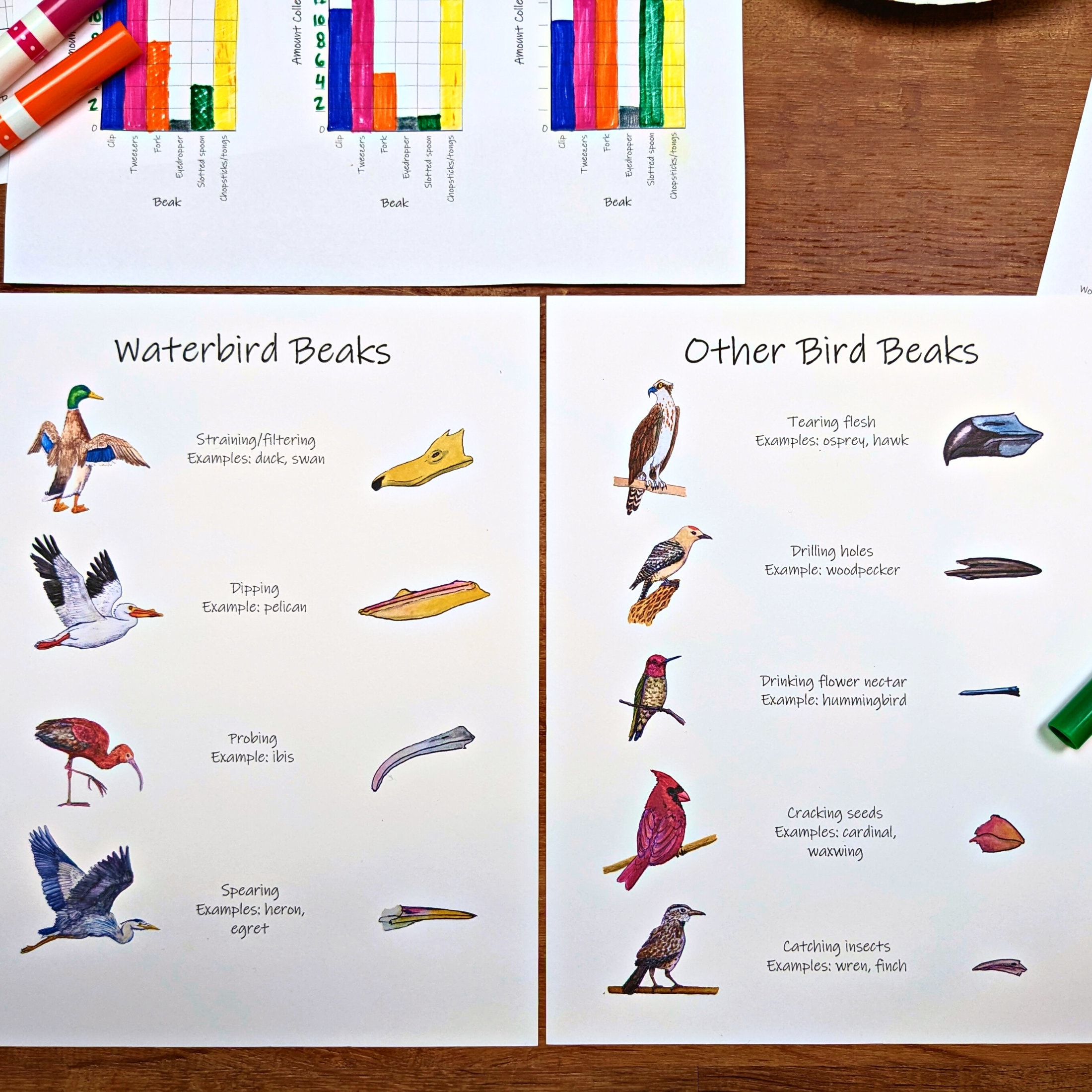 Bird Beak Lab Answer Key - us01msk