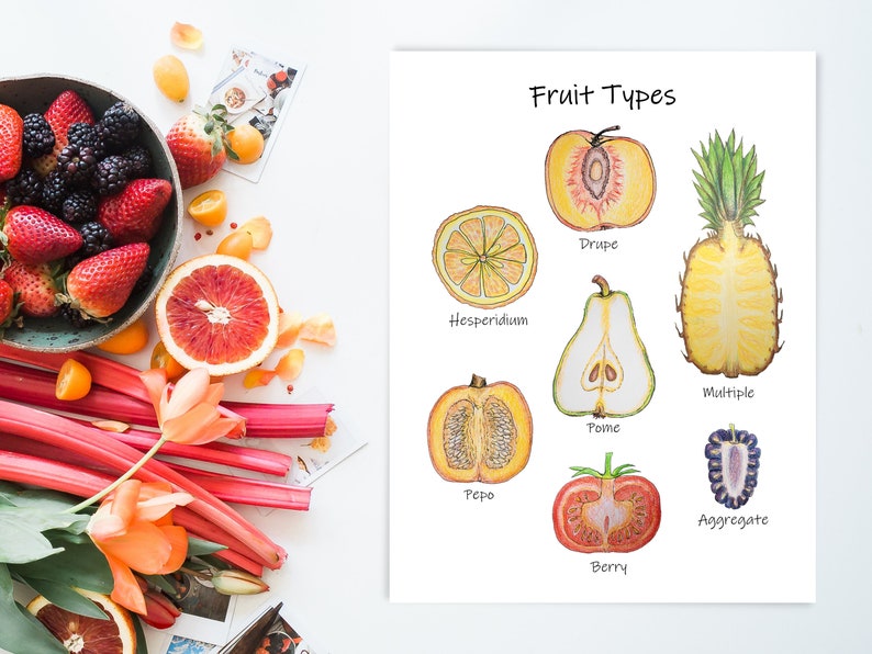 Fruit Types Poster printable botany wall art for science Etsy Schweiz