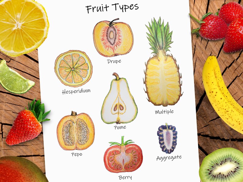 Fruit Types Poster printable botany wall art for science Etsy Schweiz