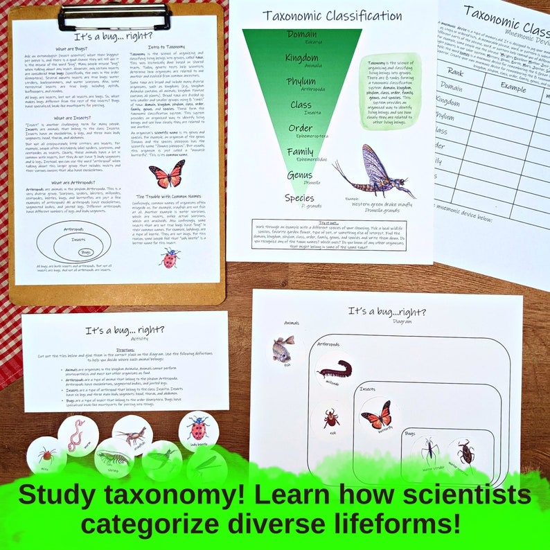 Aquatic Ecology: Macroinvertebrates Unit lesson plan, classroom materials, homeschool unit study, science activities, nature study image 6
