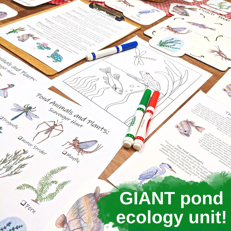 Pond Ecology Unit: Printable Ecosystem Learning Materials (PDF) - Etsy