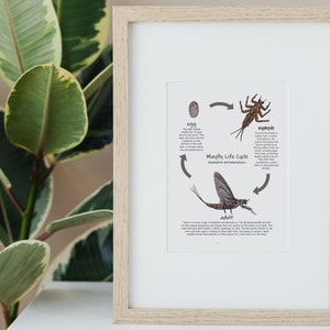 Mayfly Life Cycle Poster: Insect Metamorphosis! Printable Biology ...