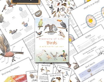 Birds Unit: classroom ornithology study with bird adaptations & life cycles (PDF Download)