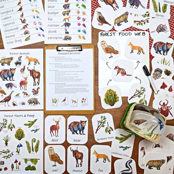 Forest Ecology Classroom Printables: Animals, Plants, Fungi (PDF Download)  - Etsy