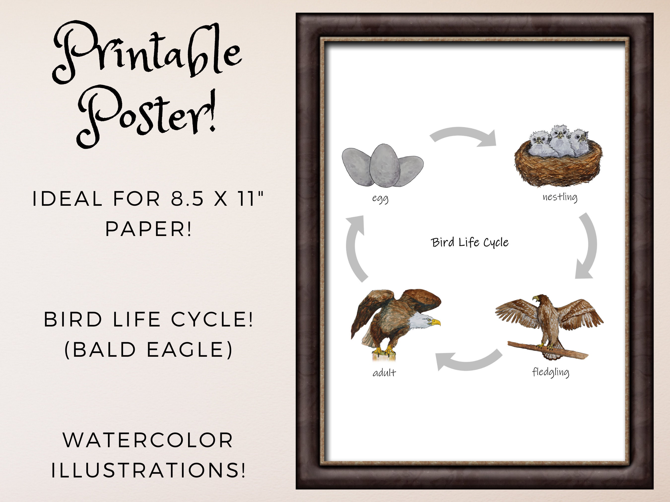 bird-life-cycle-diagram-printable-classroom-poster-etsy-australia