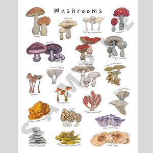 Pilze Poster: 20 erstaunliche Pilze & Pilze, Mykologie Klassenzimmer Dekor, Wissenschaft Diagramm, Waldökologie Kunstwerk Bild 3