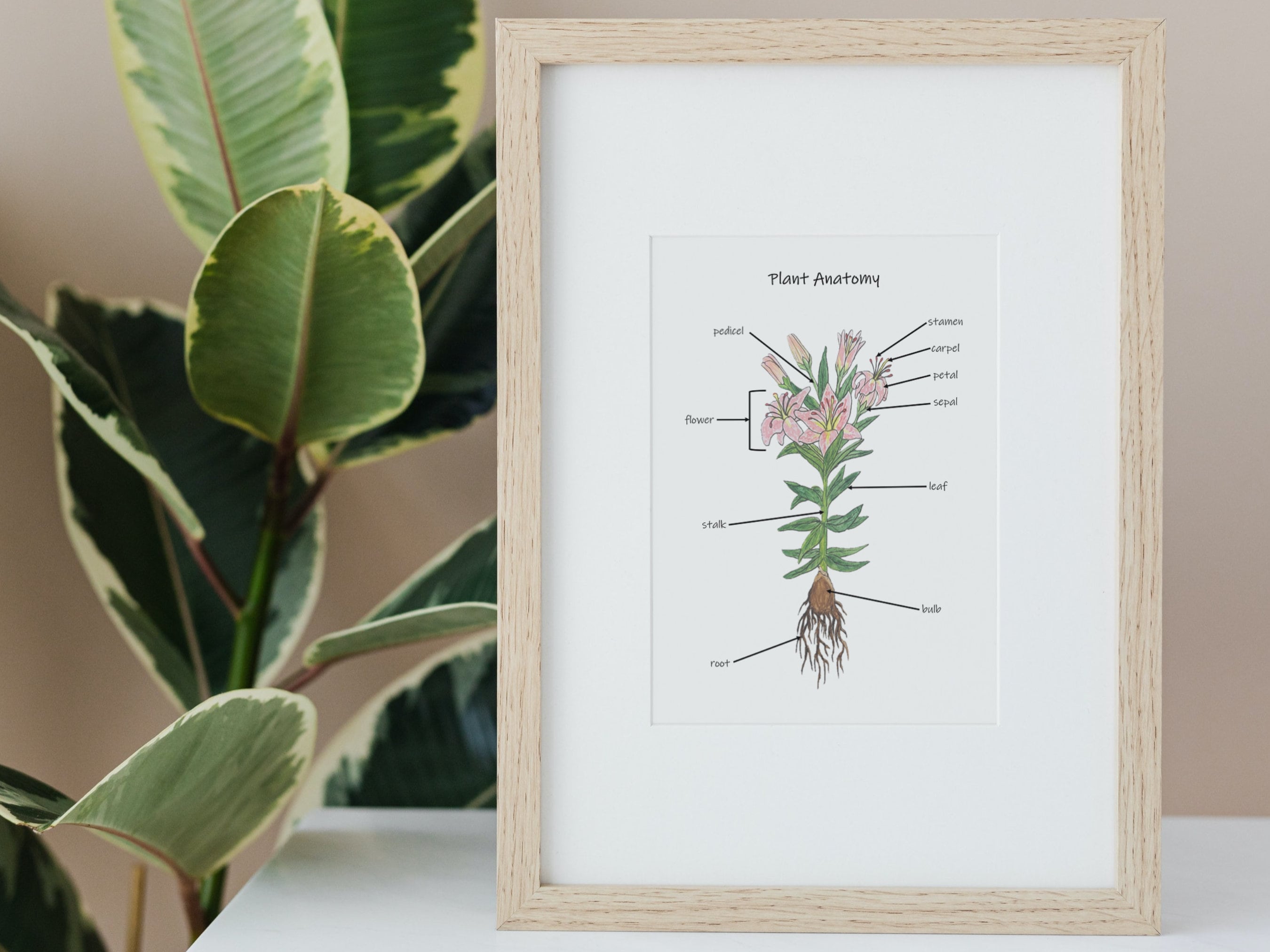 Plant Anatomy Poster parts of a flower diagram watercolor Etsy Portugal
