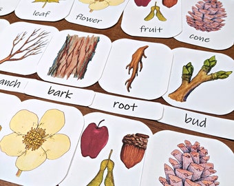 Parts of a Tree Three-Part Cards: Montessori-style flashcards, tree anatomy materials, preschool or forest school flashcards