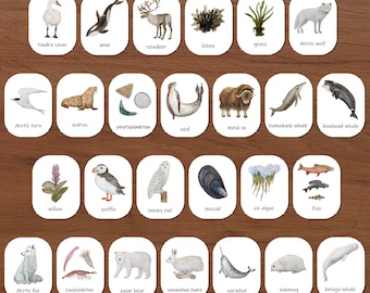 Tarjetas de la red alimentaria ártica: Animales de acuarela, Montessori en casa (Descargar PDF)