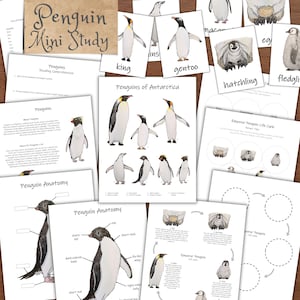 May include: Educational resources with penguin illustrations. The set includes flashcards labelled "king" and "gentoo", diagrams of penguin anatomy, and a "Penguin Mini Study" title card. The materials are designed for educational purposes.