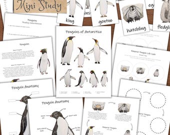 Peut inclure: Ensemble de matériel pédagogique avec des illustrations de pingouins. L'ensemble comprend des cartes flash avec les mots "king" et "gentoo", des schémas d'anatomie des pingouins et une carte de titre "Penguin Mini Study".
