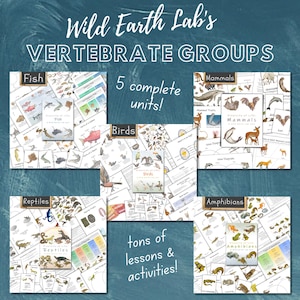 Pode incluir: Conjunto de cartazes educativos intitulado "Wild Earth Lab's Vertebrate Groups". O conjunto inclui cinco unidades: Peixes, Aves, Mamíferos, Répteis e Anfíbios. Cada unidade apresenta ilustrações e o texto "tons of lessons & activities!" e "5 complete units!"