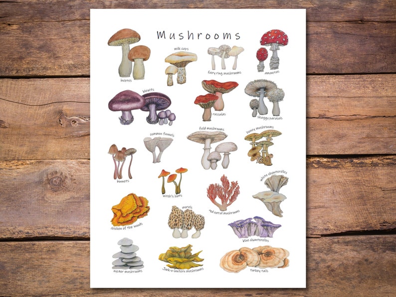 Pilze Poster: 20 erstaunliche Pilze & Pilze, Mykologie Klassenzimmer Dekor, Wissenschaft Diagramm, Waldökologie Kunstwerk Bild 1