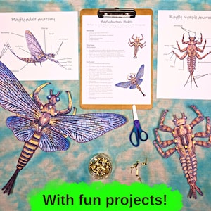 Aquatic Ecology: Macroinvertebrates Unit lesson plan, classroom materials, homeschool unit study, science activities, nature study image 8