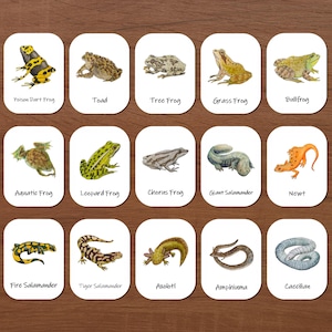 Tarjetas de tres partes sobre anfibios: tarjetas imprimibles de nomenclatura, preescolar, escuela Montessori, educación en casa, estudio de la naturaleza, tipos de anfibios