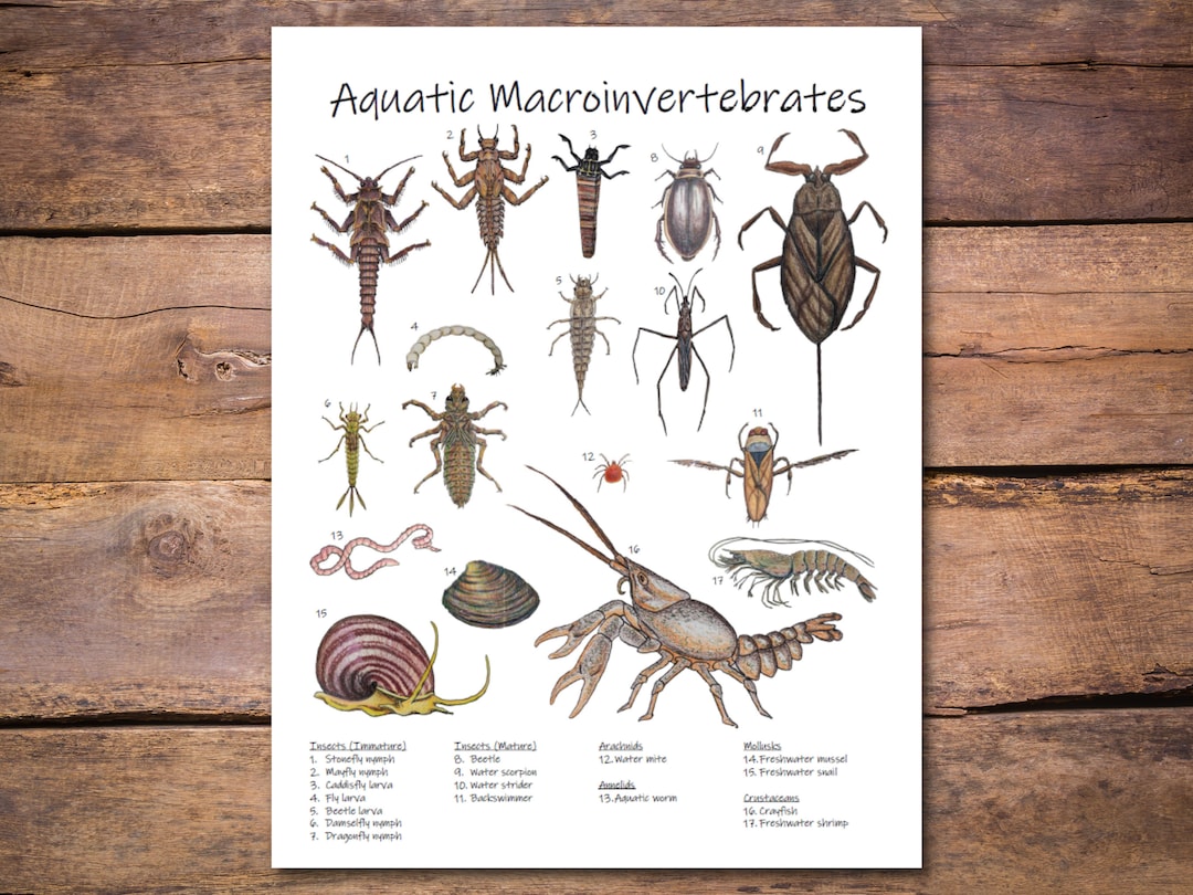 Macroinvertebrates Poster Identify Common Aquatic Species Printable Macroinvertebrates Poster Identify Common Aquatic Species Printable
