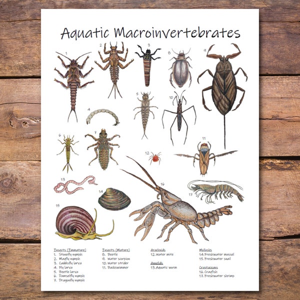 Macroinvertebrates Poster: identify common aquatic species, printable classroom poster, biology gift, science diagram