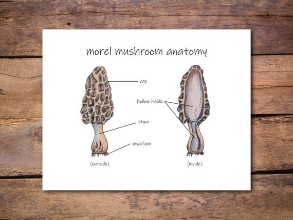 Morel Mushroom Anatomy Diagram: Printable Mycology Wall Art - Etsy
