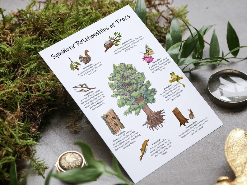 May include: A white card with the title "Symbiotic Relationships of Trees" and illustrations of different animals and insects interacting with a tree. The card features a squirrel, a bird, a butterfly, a frog, a rabbit, a beetle, and a mushroom.