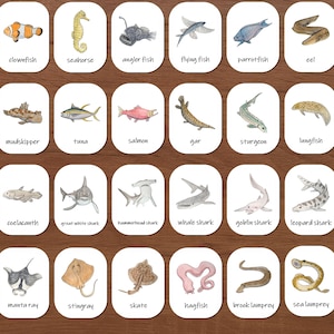 May include: A collection of illustrated cards featuring various sea creatures, including a clownfish, seahorse, and angler fish. Each card displays the name of the fish below its image. The cards are arranged on a wooden surface.