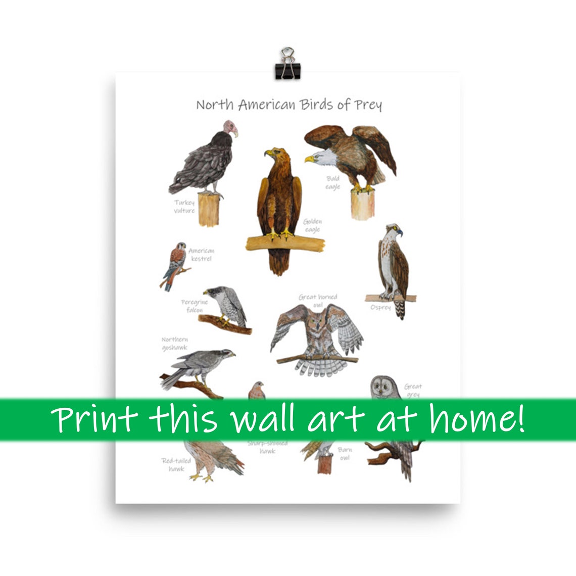 Birds of Prey Classroom Poster: Printable Watercolor Art Print | Etsy UK