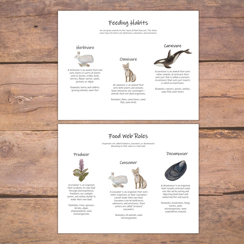 Arctic Food Web Mini Study: Homeschool Unit, Science Activities, Winter