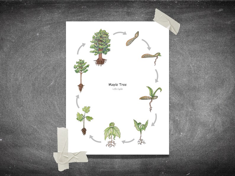 Maple Tree Life Cycle Poster Printable Classroom Poster, Homeschool