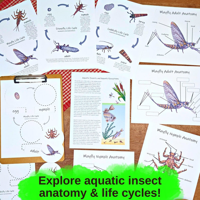 Aquatic Ecology: Macroinvertebrates Unit lesson plan, classroom materials, homeschool unit study, science activities, nature study image 7