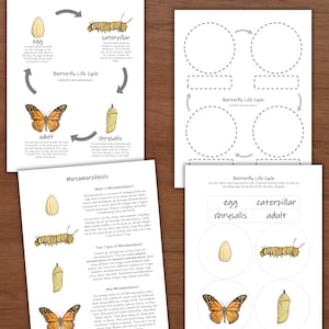 May include: Four educational worksheets detailing the butterfly life cycle and metamorphosis. The pages feature illustrations of an egg, caterpillar, chrysalis, and adult butterfly, along with descriptive text, blank diagrams, and cut-out activity tiles.
