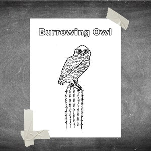 Burrowing Owl Coloring Page: Owl on Cactus Printable Coloring - Etsy