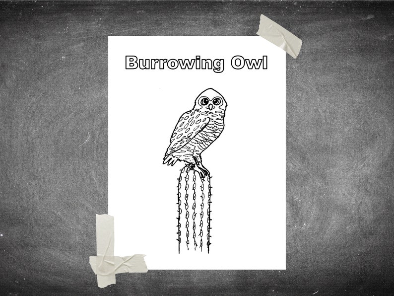 Burrowing Owl Coloring Page: Owl on Cactus Printable Coloring - Etsy