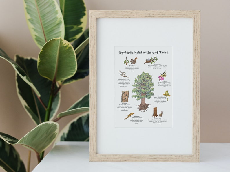 May include: A framed illustration depicting the symbiotic relationships of trees. The illustration shows a large tree with various animals and plants interacting with it, including a squirrel, a bird, a butterfly, a frog, and a rabbit. The text "Symbiotic Relationships of Trees" is at the top of the illustration.