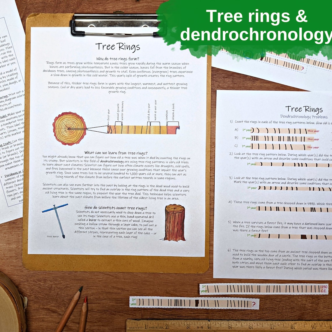 Trees Unit: HUGE Tree Printables Collection Classroom - Etsy
